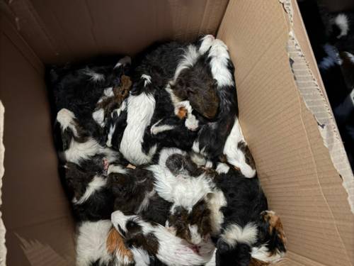 Meerschweinchen dicht gedrängt in einem Karton