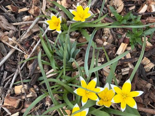 Stern-Tulpe (Tulipa tarda) auf holzigem Boden.