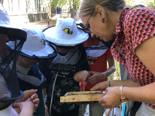 Mehrere Personen um eine Bienenwabe.
