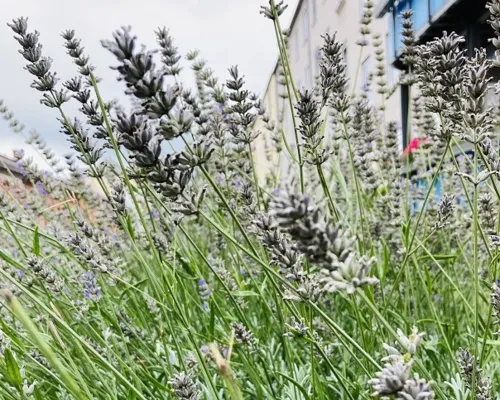 Kräuterspaziergang; Natur