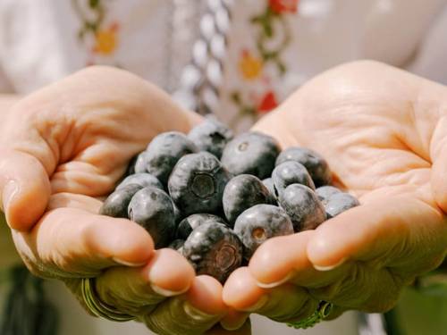 Eine Hand hält Blaubeeren.