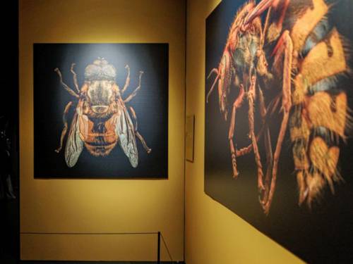 Zwei großformatige Fotos von Bienen hängen an Wänden.