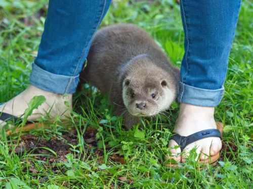 Ein junger Fischotter sitzt zwischen zwei menschlichen Füßen im Gras.