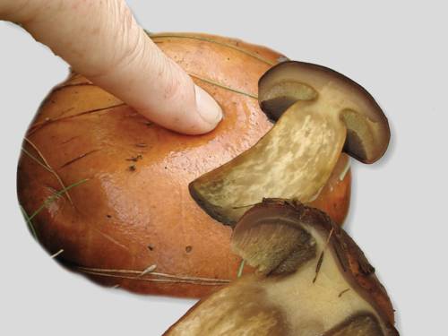 Druck mit Zeigefinger auf einen Pilzhut