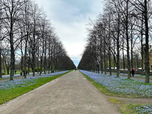Von Bäumen gesäumte Allee mit einigen Spaziergängern, rechts und links blüht die blaue Scillablüte.