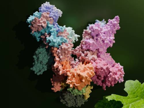 Hochaufgelöstes 3D-Modell der pflanzlichen RNA-Polymerase PEP, die eine zentrale Rolle in der Fotosynthese spielt.