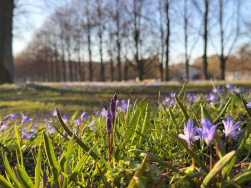 Blausterne im Gras, im Hintergrund unscharf die Herrenhäuser Allee.