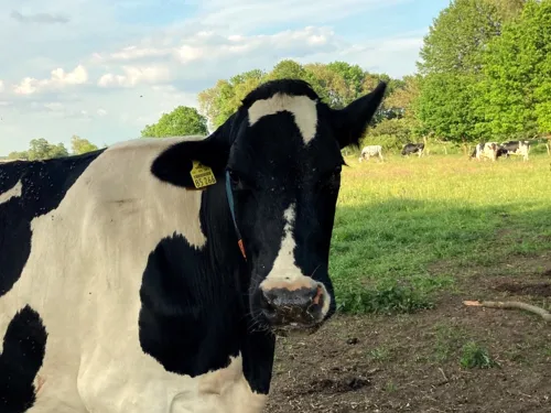 Kuh auf der Weide eines Milchhofs schaut in die Kamera, im Hintergrund sind Kuhfladen auf dem Boden, weitere Kühe grasen im Sonnenlicht.