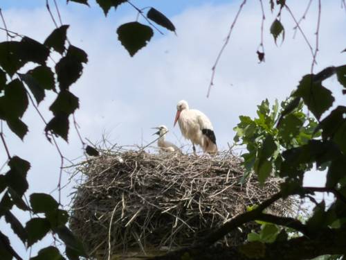 Zwei Störche auf ihrem Nest