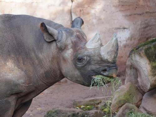 Spitzmaulnashorn „Kito“ aus dem Erlebnis-Zoo Hannover