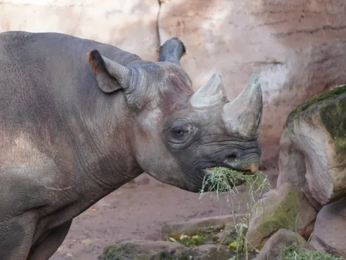 Spitzmaulnashorn „Kito“ aus dem Erlebnis-Zoo Hannover