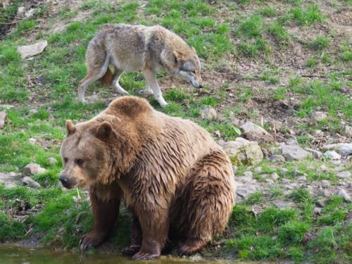 Raubtierfrühstück mit Bär und Wolf