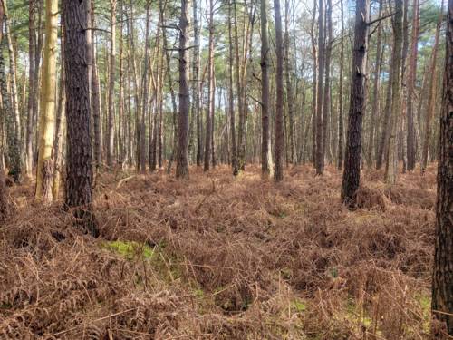 Moorlandschaft