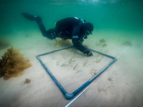 Taucher pflanzt Seegras auf sandigem Meeresboden