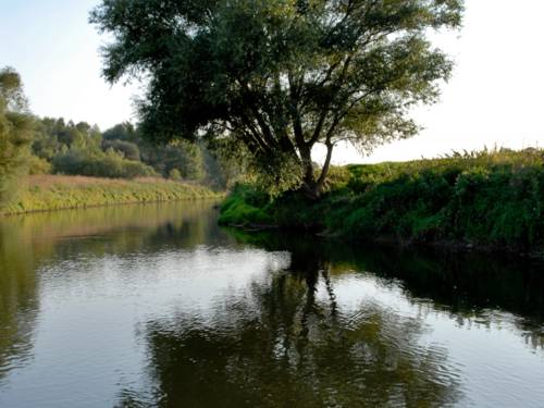 Fluß fließt um eine Biegung, am Ufer wächst ein einzelner großer Baum, der sich in der Wasseroberfläche spiegelt.