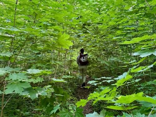 Waldbaden Wald Einsamkeit Spaziergang