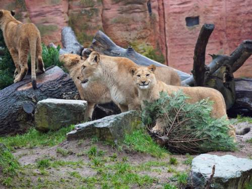Junge Löwen in ihrem Gehege im Erlebnis-Zoo Hannover mit Weihnachtsbaum.