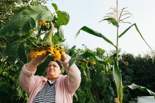 Auf dem Bild ist eine türkische Frau zu sehen, die aus einer riesigen Sonnenblume die Kerne entfernt.