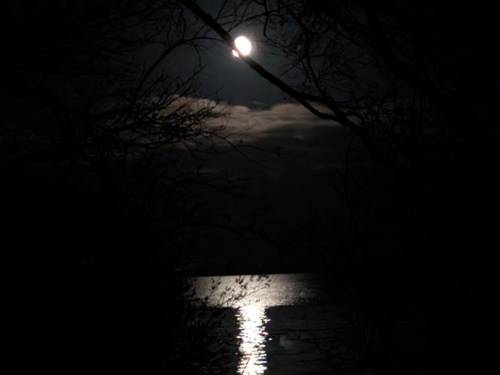Blick durch Ge&auml;st bei Nacht auf das Steinhuder Meer, am Himmel steht der Mond, Mondlicht spiegelt sich im Wasser.
