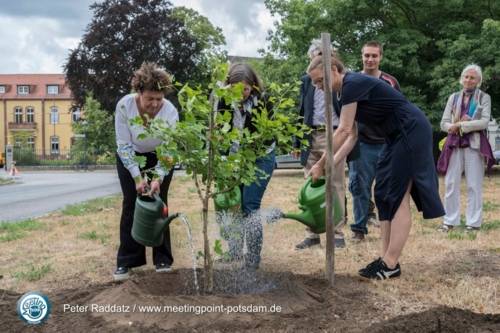 Potsdam setzt Zeichen für den Frieden: Flaggentag und Pflanzung eines Ginkgo-Baums aus Hiroshima