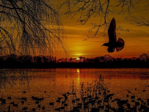 Enten auf dem Maschsee im Abendrot