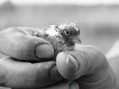 Bild aus The Painted Bird