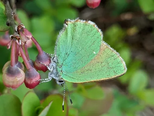 Schmetterling