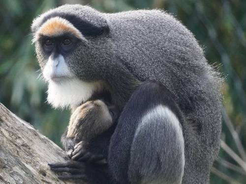 Brazza-Meerkatze „Meg“ umsorgt ihr drittes Jungtier im Erlebnis-Zoo Hannover