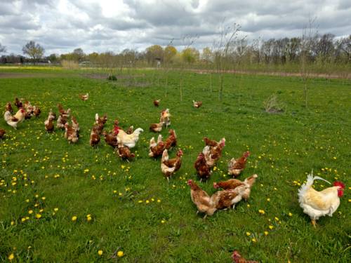 Braune Hühner und weiße Hähne verteilen sich über ein weitläufiges Gelände, auf dem Bäume schatten spenden.