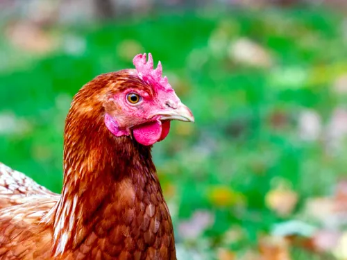 Braunes Huhn mit rotem Kamm