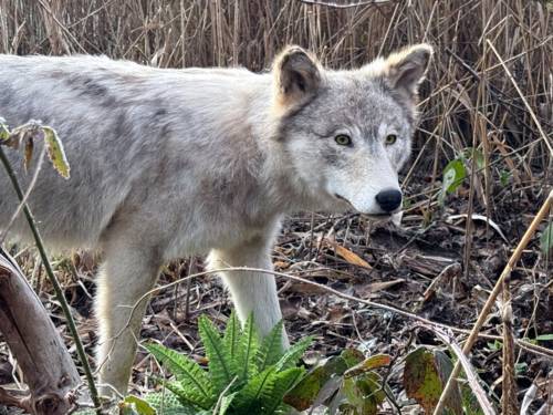 Ein Wolf durchstreift sein Revier.