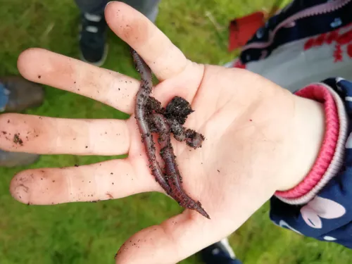Auf einer flachen Kinderhand liegen zwei Regenwürmer.