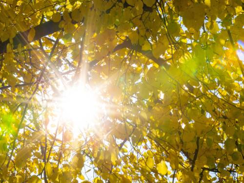Sonne scheint durch die leicht gelb verfärbten Blätter eines Laubbaums.