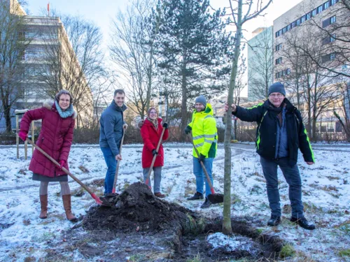 Fünf Personen beim Pflanzen eines Baumes.