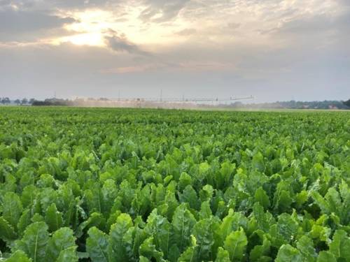 Mögliche Projektförderung der Region Hannover: Wassersparende Beregnungsanlage auf einem Feld (Düsenwagen).