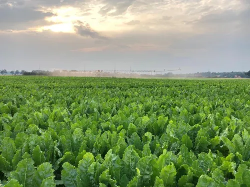 Mögliche Projektförderung der Region Hannover: Wassersparende Beregnungsanlage auf einem Feld (Düsenwagen).