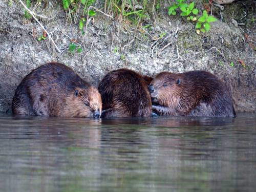 Biber hocken dicht gedrängt im Wasser eines Flusses in Ufernähe.