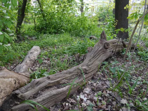 Baumstämme im Wald.