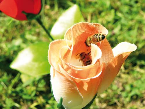 Werk von Michaela Hanemann