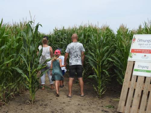 Mann und Frau betreten mit zwei kleineren Kindern ein Maislabyrinth