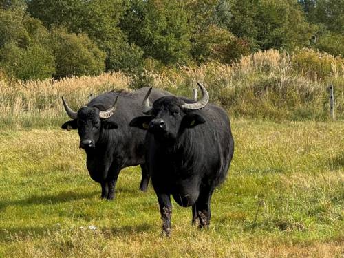 Zwei Wasserbüffel.