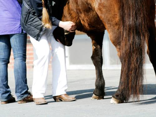 Eine Frau untersucht den Vorderhuf eines Pferdes