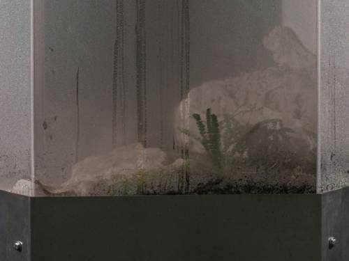 Plexiglascontainer gefüllt mit Wasser, Pflanzen und Mikroorganismen