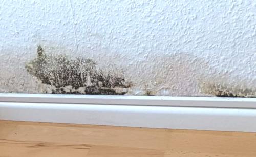 Schimmelbildung in der Wohnung