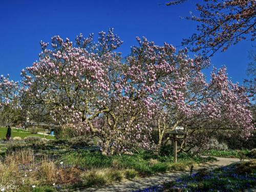 Baum mit rosafarbenen Blüten