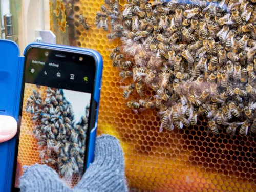 Imker mit Haube Smartphone, der eine Wabe seines Bienenstockes fotografiert.