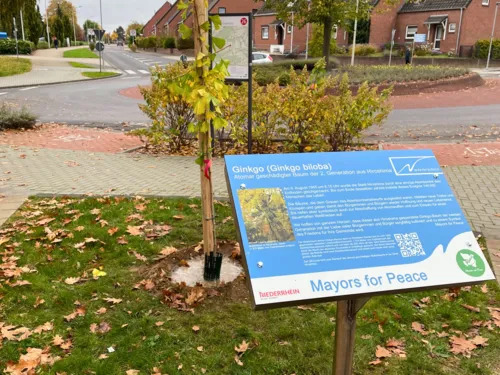 Eine Infotafel vor einem gepflanzten Gingko-Baum.
