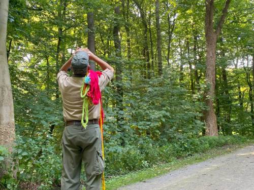 Ein Mann einem Wald, der die Bäume inspiziert.