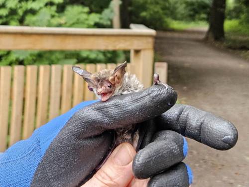Eine Fledermaus in einem Handschuh.