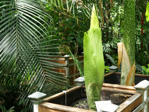 Amorphophallus